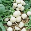 برداشت ترب سفید از اراضی شهرستان تالش
